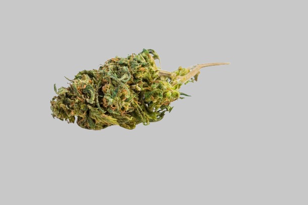 What Is Popcorn Bud and How Does It Differ from Traditional Cannabis?