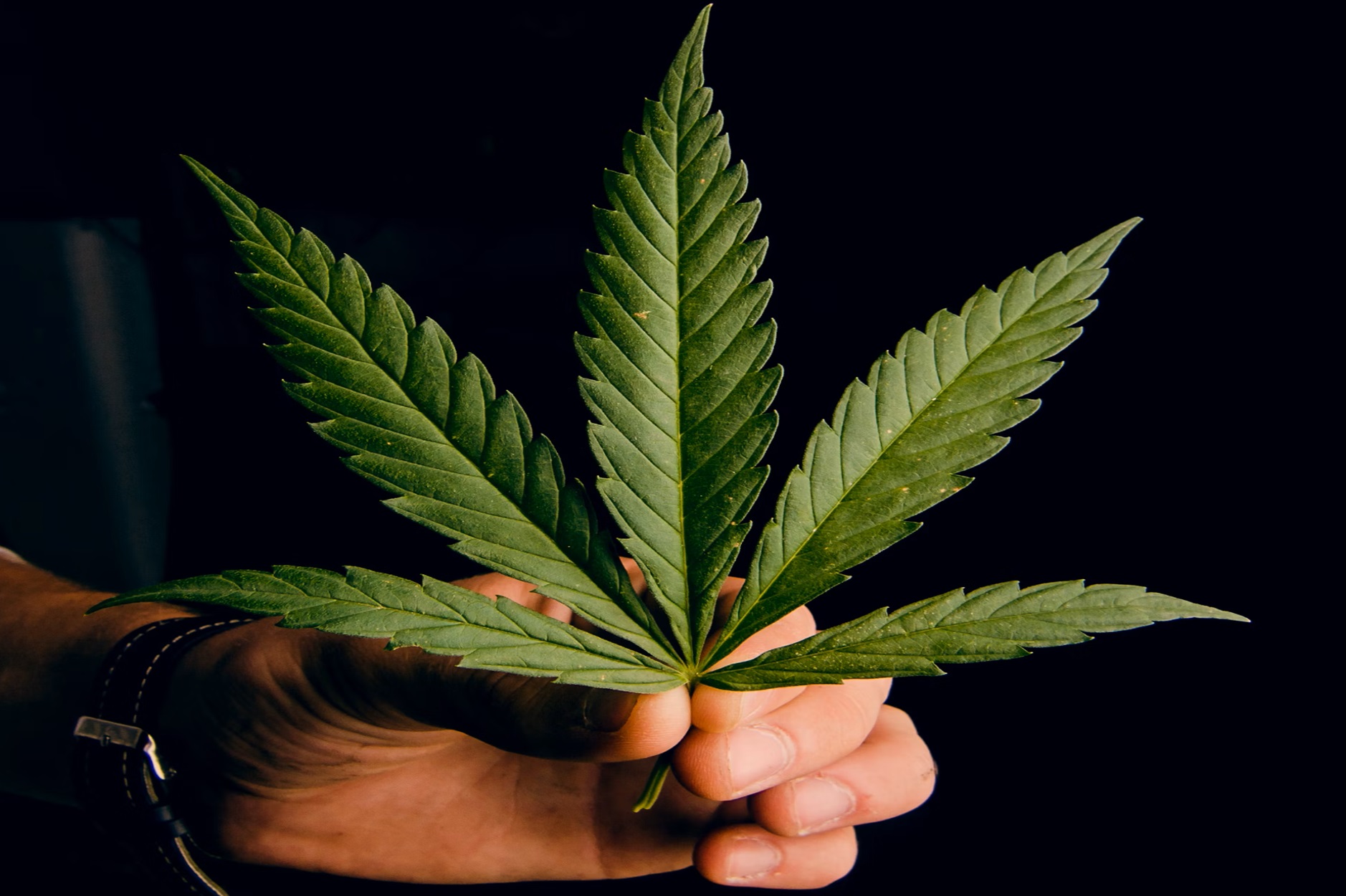 Best Cannabis Strains to Buy Online for Relaxation, Sleep, and Focus